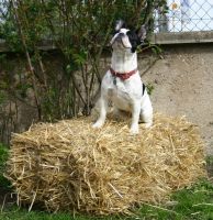 Pas de commentaire. Pas de commentaire.