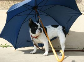 Pas de commentaire. Pas de commentaire.