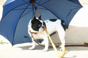 Pas de commentaire. Pas de commentaire.