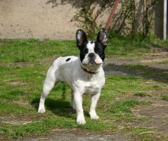 Pas de commentaire. Pas de commentaire.