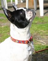 Pas de commentaire. Pas de commentaire.