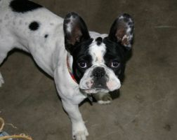 Pas de commentaire. Pas de commentaire.