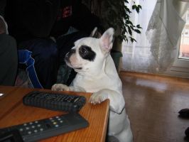 Chien très très en confiance lol