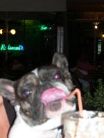 Willow et sa musique. Viva la musica Willow et sa musique. Viva la musica