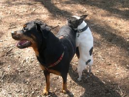 Willow et son costume du nouvel an Willow et son costume du nouvel an