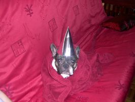 Willow fait ses premiers pas de manequin Willow fait ses premiers pas de manequin