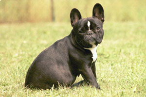 Scarlett à 4 ans Scarlett à 4 ans