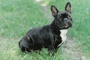 Socrate à 3 ans Socrate à 3 ans