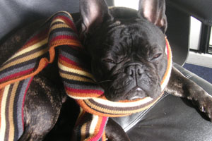 Van à 11 mois Van à 11 mois