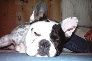 Verdi à 10 mois Verdi à 10 mois