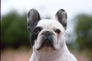 Nouchka à 8 ans et demi Nouchka à 8 ans et demi