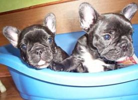 Là, je joue avec la soeur de ma maîtresse. J'ai 4 mois et j'adore déchiqueter des bouts de bois!!! Là, je joue avec la soeur de ma maîtresse. J'ai 4 mois et j'adore déchiqueter des bouts de bois!!!