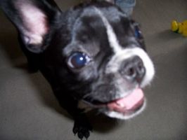 Voilà la tête que je fais lorsque je veux que l'on joue avec moi. Comment voulez-vous qu'ils résistent?! Voilà la tête que je fais lorsque je veux que l'on joue avec moi. Comment voulez-vous qu'ils résistent?!