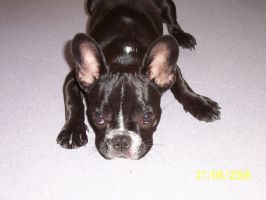 Vous n'imaginez pas à quel point c'est dur une vie de chien... Vous n'imaginez pas à quel point c'est dur une vie de chien...