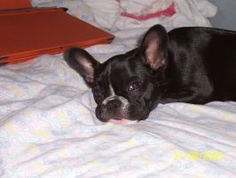 J'ai tellement de jouets que parfois je ne sais plus où donner de la tête! J'ai tellement de jouets que parfois je ne sais plus où donner de la tête!