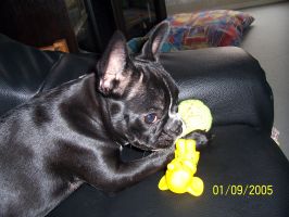 Mon jouet préféré c'est celui-là. Pourquoi? Parce que quand je croque dedans il fait du bruit! Et j'adore rendre folle toute ma famille avec le bruit strident qu'il fait, surtout quand ils regardent la télé!!! Mon jouet préféré c'est celui-là. Pourquoi? Parce que quand je croque dedans il fait du bruit! Et j'adore rendre folle toute ma famille avec le bruit strident qu'il fait, surtout quand ils regardent la télé!!!