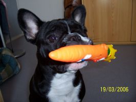 Sur cette dernière photo, je vous montre mon talent de comédienne. N'ai-je pas l'air malheureuse, accablée? Si vous trouvez que oui, soutenez moi! Merci et grosses léchouilles à vous! Sur cette dernière photo, je vous montre mon talent de comédienne. N'ai-je pas l'air malheureuse, accablée? Si vous trouvez que oui, soutenez moi! Merci et grosses léchouilles à vous!