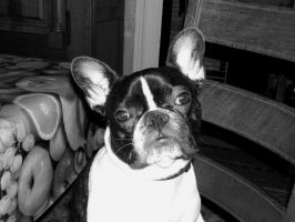 Pas de commentaire. Pas de commentaire.