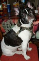 Pas de commentaire. Pas de commentaire.