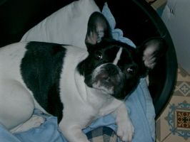 Pas de commentaire. Pas de commentaire.