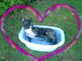 Fière comme un bouledogue. Fière comme un bouledogue.