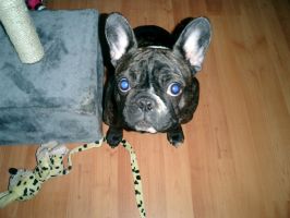 Quel joli collier. Quel joli collier.