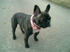 Profil d'une nounette. Profil d'une nounette.