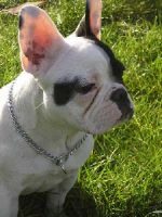 Chat-ophile!!! qui aime les chats!!!