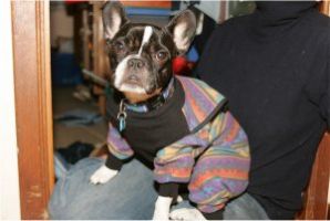 Fais pipi sur le gazon pour arroser les coccinelles.