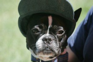 Touche pas au grisbi.