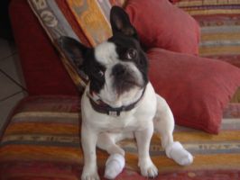 Pas de commentaire. Pas de commentaire.