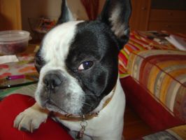 Pas de commentaire. Pas de commentaire.