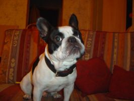 Pas de commentaire. Pas de commentaire.