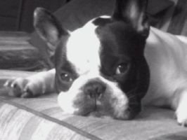 Pas de commentaire. Pas de commentaire.