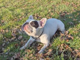 Pas de commentaire. Pas de commentaire.