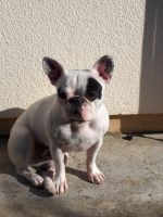 Pas de commentaire. Pas de commentaire.