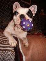 Pas de commentaire. Pas de commentaire.