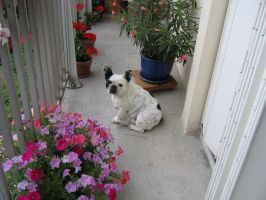 Pas de commentaire. Pas de commentaire.