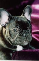 Je m'entraine déjà car je veux être footballeur professionnel! Je m'entraine déjà car je veux être footballeur professionnel!