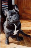 18 mois encore un peu mince mais déjà je plait au filles, lol!!! 18 mois encore un peu mince mais déjà je plait au filles, lol!!!