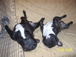 En Père Noël (ok je suis ridicule) mais c'est pour faire plaisir à môman. En Père Noël (ok je suis ridicule) mais c'est pour faire plaisir à môman.