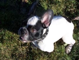 Mon ami le chat Prine.