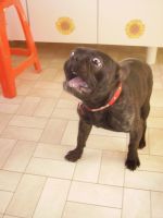 La pose de Snoop. La pose de Snoop.