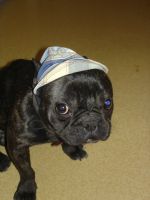 Petit Snoop. Petit Snoop.