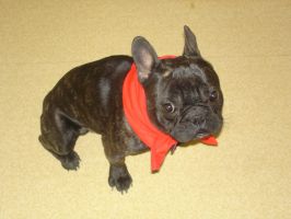 Pas de commentaire. Pas de commentaire.