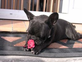 Pas de commentaire. Pas de commentaire.