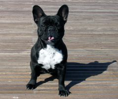 Pas de commentaire. Pas de commentaire.