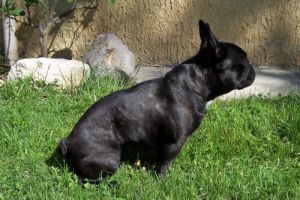 Mon ti marcassin. Mon ti marcassin.