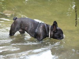 Pas de commentaire. Pas de commentaire.