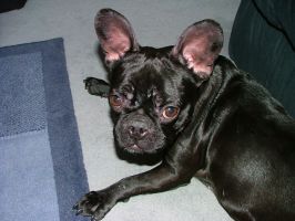 Pas de commentaire. Pas de commentaire.